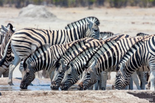 Picture of Herd Damara zebra  at waterhole